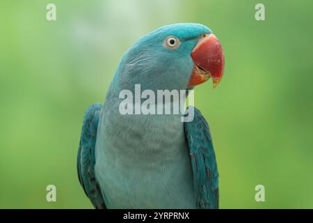 Alexandrine Sittich-Mutation blau weibliche Psittacula eupatria Stockfoto