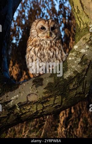 Tawny Eulen auf Baum Stockfoto