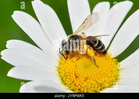 Gelbbeinige Bergbaubiene (Andrena flavipes) sammelt Pollen auf einer marguerite Stockfoto