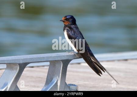 Scheunenschwalbe (Hirundo rustica) sitzt auf einem modernen silbernen Schiffspoller in einem Hafen Stockfoto