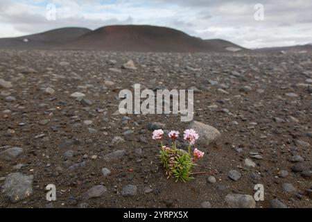 Meeresdrossel, Armeria maritima, blühende Nelke im Lavafeld, Nordurland Eystra, Island Stockfoto