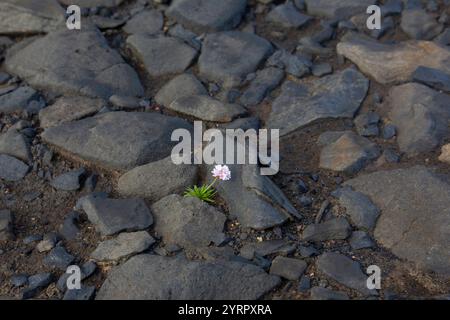 Meeresdrossel, Armeria maritima, blühende Nelke im Lavafeld, Nordurland Eystra, Island Stockfoto