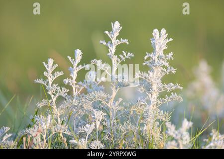 Sea Sagebrush, Artemisia maritima, Nationalpark Wattenmeer, Schleswig-Holstein, Deutschland Stockfoto