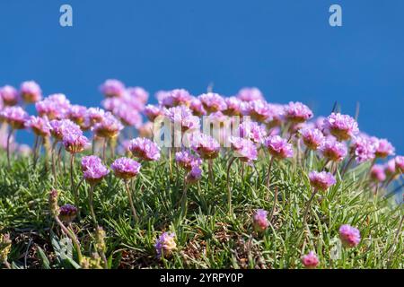 Meeresdrossel, Armeria maritima, blühende Nelken, Nordurland Eystra, Island Stockfoto