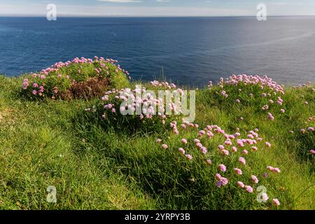 Meeresdrossel, Armeria maritima, blühende Nelken, Nordurland Eystra, Island Stockfoto