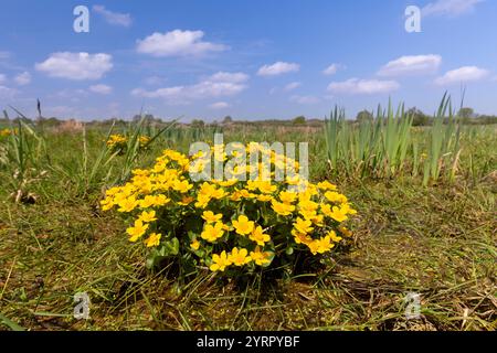 Marsh Ringelblume, Caltha palustris, Blooming, Mecklenburg-Vorpommern, Deutschland Stockfoto