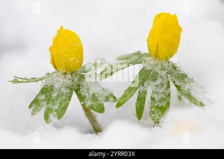Winterakonit, Eranthis hyemalis, blühende Pflanze im Schnee, Schleswig-Holstein, Deutschland Stockfoto