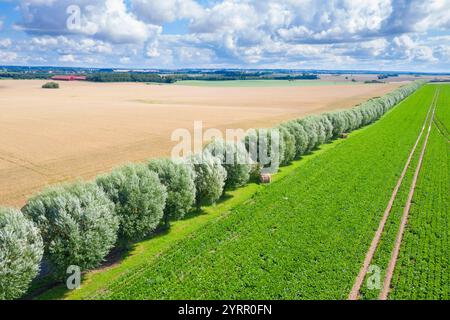 Weiße Weide, Salix alba, Avenue, Skane, Schweden Stockfoto