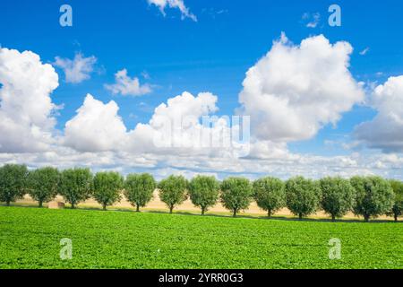 Weiße Weide, Salix alba, Avenue, Skane, Schweden Stockfoto