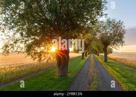 Weiße Weide, Salix alba, Avenue at Sunrise, Skane, Schweden Stockfoto