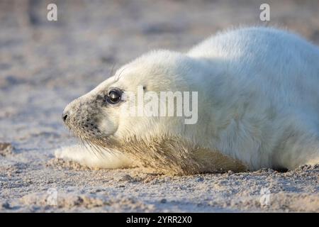 Robben, Halichoerus grypus, Jungrobbe am Strand, Schleswig-Holstein, Deutschland Stockfoto