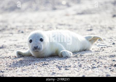 Robben, Halichoerus grypus, Jungrobbe am Strand, Schleswig-Holstein, Deutschland Stockfoto