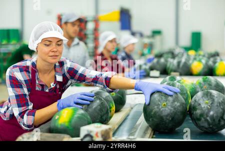 Weiblicher Sortierer, der an der Sortierlinie für Wassermelonen in der Fruchtverarbeitungsfabrik arbeitet Stockfoto