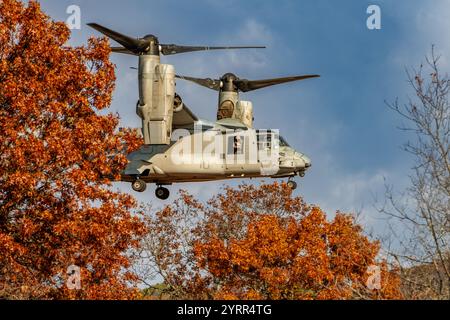 V-22 Ospreys üben Starts und Landungen am Young Air Assault Strip in Fort McCoy am 17. Und 22. Oktober 2024. Die Marine Corps Aircraft ist mit der Marine Medium Tiltrotor Squadron 161 der Marine Corps Air Sation Miramar, San Diego, Kalifornien. Die Bell Boeing V-22 Osprey ist ein US-amerikanisches Mehrzweckflugzeug für militärische Transport- und Frachtflugzeuge mit Tiltrotor und vertikalem Start- und Landebetrieb (VTOL) sowie Short Take off and Landing (STOL). Er wurde entwickelt, um die Funktionalität eines konventionellen Hubschraubers mit der Langstreckenfluggeschwindigkeit eines Turboprop-Flugzeugs zu kombinieren Stockfoto