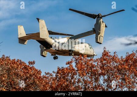 V-22 Ospreys üben Starts und Landungen am Young Air Assault Strip in Fort McCoy am 17. Und 22. Oktober 2024. Die Marine Corps Aircraft ist mit der Marine Medium Tiltrotor Squadron 161 der Marine Corps Air Sation Miramar, San Diego, Kalifornien. Die Bell Boeing V-22 Osprey ist ein US-amerikanisches Mehrzweckflugzeug für militärische Transport- und Frachtflugzeuge mit Tiltrotor und vertikalem Start- und Landebetrieb (VTOL) sowie Short Take off and Landing (STOL). Er wurde entwickelt, um die Funktionalität eines konventionellen Hubschraubers mit der Langstreckenfluggeschwindigkeit eines Turboprop-Flugzeugs zu kombinieren Stockfoto