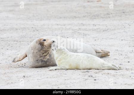 Robbe, Halichoerus grypus, erwachsenes Weibchen mit ihrem Jungen, Schleswig-Holstein, Deutschland Stockfoto