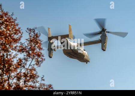 V-22 Ospreys üben Starts und Landungen am Young Air Assault Strip in Fort McCoy am 17. Und 22. Oktober 2024. Die Marine Corps Aircraft ist mit der Marine Medium Tiltrotor Squadron 161 der Marine Corps Air Sation Miramar, San Diego, Kalifornien. Die Bell Boeing V-22 Osprey ist ein US-amerikanisches Mehrzweckflugzeug für militärische Transport- und Frachtflugzeuge mit Tiltrotor und vertikalem Start- und Landebetrieb (VTOL) sowie Short Take off and Landing (STOL). Er wurde entwickelt, um die Funktionalität eines konventionellen Hubschraubers mit der Langstreckenfluggeschwindigkeit eines Turboprop-Flugzeugs zu kombinieren Stockfoto