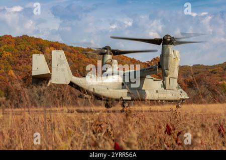 V-22 Ospreys üben Starts und Landungen am Young Air Assault Strip in Fort McCoy am 17. Und 22. Oktober 2024. Die Marine Corps Aircraft ist mit der Marine Medium Tiltrotor Squadron 161 der Marine Corps Air Sation Miramar, San Diego, Kalifornien. Die Bell Boeing V-22 Osprey ist ein US-amerikanisches Mehrzweckflugzeug für militärische Transport- und Frachtflugzeuge mit Tiltrotor und vertikalem Start- und Landebetrieb (VTOL) sowie Short Take off and Landing (STOL). Er wurde entwickelt, um die Funktionalität eines konventionellen Hubschraubers mit der Langstreckenfluggeschwindigkeit eines Turboprop-Flugzeugs zu kombinieren Stockfoto