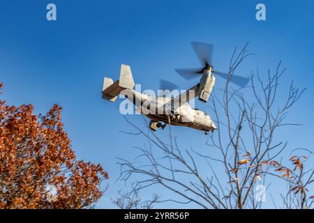 V-22 Ospreys üben Starts und Landungen am Young Air Assault Strip in Fort McCoy am 17. Und 22. Oktober 2024. Die Marine Corps Aircraft ist mit der Marine Medium Tiltrotor Squadron 161 der Marine Corps Air Sation Miramar, San Diego, Kalifornien. Die Bell Boeing V-22 Osprey ist ein US-amerikanisches Mehrzweckflugzeug für militärische Transport- und Frachtflugzeuge mit Tiltrotor und vertikalem Start- und Landebetrieb (VTOL) sowie Short Take off and Landing (STOL). Er wurde entwickelt, um die Funktionalität eines konventionellen Hubschraubers mit der Langstreckenfluggeschwindigkeit eines Turboprop-Flugzeugs zu kombinieren Stockfoto