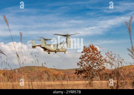 V-22 Ospreys üben Starts und Landungen am Young Air Assault Strip in Fort McCoy am 17. Und 22. Oktober 2024. Die Marine Corps Aircraft ist mit der Marine Medium Tiltrotor Squadron 161 der Marine Corps Air Sation Miramar, San Diego, Kalifornien. Die Bell Boeing V-22 Osprey ist ein US-amerikanisches Mehrzweckflugzeug für militärische Transport- und Frachtflugzeuge mit Tiltrotor und vertikalem Start- und Landebetrieb (VTOL) sowie Short Take off and Landing (STOL). Er wurde entwickelt, um die Funktionalität eines konventionellen Hubschraubers mit der Langstreckenfluggeschwindigkeit eines Turboprop-Flugzeugs zu kombinieren Stockfoto