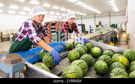Frau, die an der Wassermelonen-Sortierlinie im Obstlager arbeitet Stockfoto