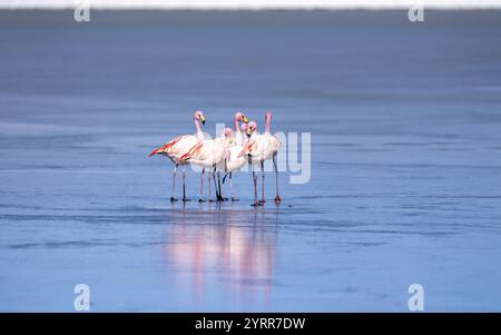 James Flamingo (Phoenicoparrus jamesi), in einer Gruppe auf einem gefrorenen See, Eis, Reflexionen im Eis, Laguna Canapa, Lagune Route, San Pedro de Quemes, D. Stockfoto