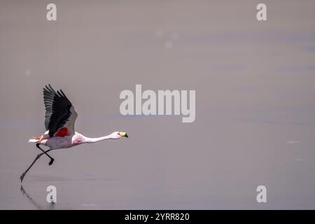 James Flamingo (Phoenicoparrus jamesi), beginnt an einem gefrorenen See, Laguna Canapa, Lagune Route, San Pedro de Quemes, Departamento Potosi, Bolivien, Sou Stockfoto