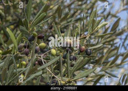 Olivenbaum mit Reifen und unreifen Oliven vor blauem Himmel, Apulien, Italien, Europa Stockfoto