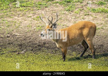 Pampas-Hirsch (Ozotoceros bezoarticus), stehend in einem bewachsenen Teich, South Pantanal, Corumba, Nhekolandia, Mato Grosso do Sul, Brasilien, Südamerika Stockfoto