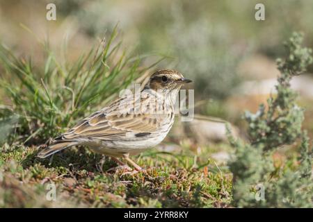 Holzlarche oder Holzlarche (Lullula arborea), auf einer Wiese, Pyrenäen, Katalonien, Spanien, Europa Stockfoto