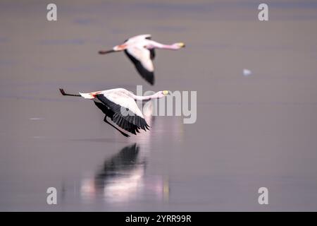 James Flamingo (Phoenicoparrus jamesi), zwei Flamingos, die tief über einem gefrorenen See fliegen, Reflexionen im Eis, Laguna Canapa, Lagunenroute, San Pedro d Stockfoto