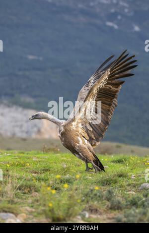 Gyps fulvus kämpfen im Herbst auf einer blühenden Wiese, Pyrenäen, Katalonien, Spanien, Europa Stockfoto