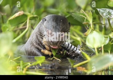 Riesenotter (Pteronura brasiliensis), Fischfütterung, Nordpantanal, Barao de Melgaco, Joselandia, Mato Grosso, Brasilien, Südamerika Stockfoto