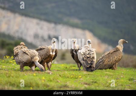 Sammeln von Gänsegeiern (Gyps fulvus) auf einer blühenden Wiese im Herbst, Pyrenäen, Katalonien, Spanien, Europa Stockfoto