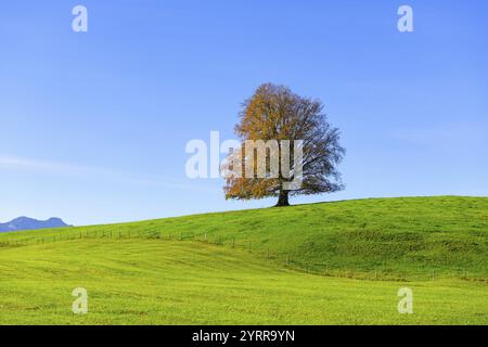Einzelner Baum auf breitem, grünem Feld vor blauem Himmel, Kupferbuche (Fagus sylvatica) im Herbst, Rieden am Forggensee, Ostallgaeu, Allgaeu, Schwaben Stockfoto