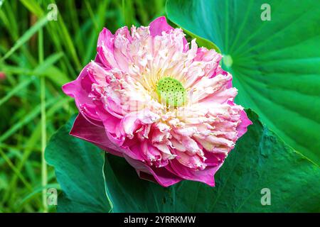 Großaufnahme der rosa Lotusblume (Nelumbo nucifera) in Bangkok, Thailand. Üppige grüne Pflanzen im Hintergrund. Stockfoto