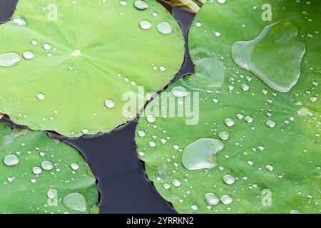 Lotusblätter (Nelumbo nucifera) schwimmen auf dem Wasser in Bangkok, Thailand. Glitzernde Regentropfen auf seiner Oberfläche. Stockfoto