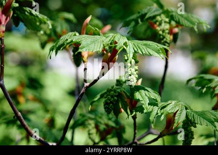 Acer Macrophyllum Pursh Baum aus nächster Nähe Stockfoto