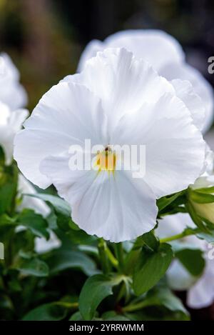 Viola - Nahaufnahme eines einzigen weißen Stiefmütterchens. Oktober Herbst Stockfoto