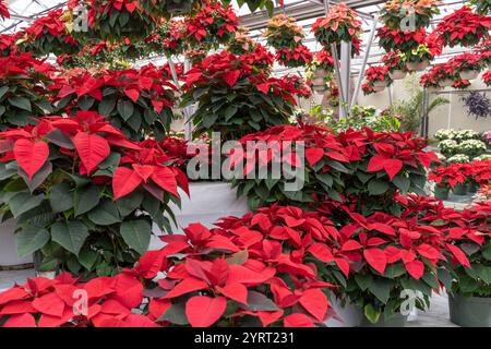 Wunderschöne Weihnachtskugeln im Gewächshaus, die rechtzeitig zur Weihnachtszeit blühen. Stockfoto