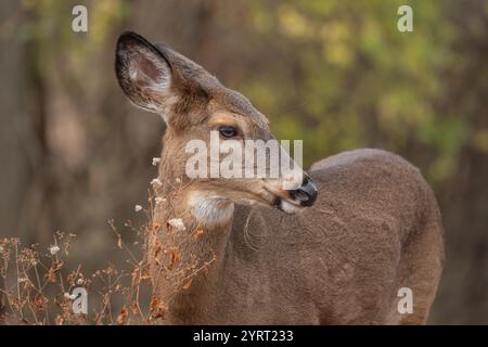 Nahporträt weiblicher Weißschwanzhirsche mit Herbstfarben. Stockfoto
