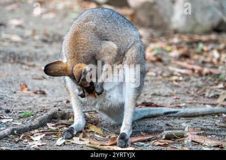 Weibliches Rothalswallaby (Macropus rufogriseus), das ihre Tasche reinigt. Maryborough Queensland Stockfoto