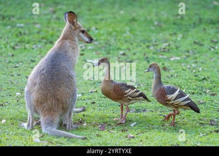 Junger Rothalswallaby (Macropus rufogriseus) stehend mit zwei gefiederten Pfeifenenten (Dendrocygna eytoni) Stockfoto