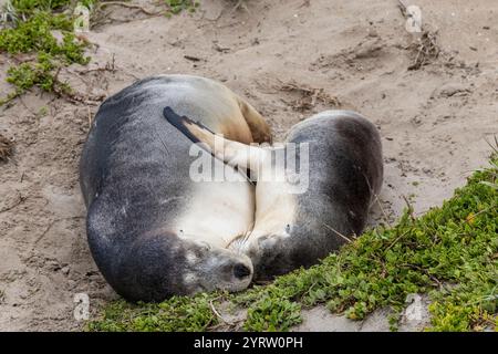 Mutter und Welpe Australian Sea Lion schlafen am Strand Stockfoto