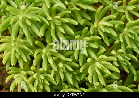 Makroansicht von mexikanischer Steinpfanne, kleine grüne niedrig wachsende saftige Pflanze mit dicken fleischigen Blättern, Naturhintergrund in der Draufsicht Stockfoto