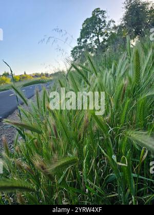 Nahaufnahme von grünen Spitzen und wilden Gräsern entlang einer ländlichen Straße unter einem klaren blauen Himmel, die natürliche Texturen und die Schönheit der Landschaft zeigen. Stockfoto