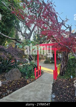 Hellrotes Torii-Tor, umgeben von lebhaftem Herbstlaub, führt zu einem ruhigen Gartenweg mit üppigem Grün und Bäumen. Stockfoto