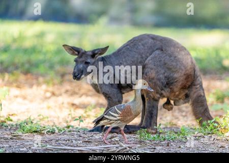 Euro oder gemeiner Wallaroo (Macropus robustus robustus), der in offenem Wald steht und vor der gefiederten Pfeifenente läuft. Maryborough Queensland Stockfoto