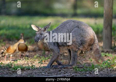 Euro oder gemeiner Wallaroo (Macropus robustus robustus) im offenen Wald. Maryborough Queensland Australien Stockfoto