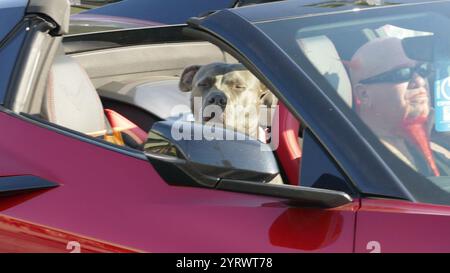 Hollywood, Kalifornien, USA 5. Oktober 2024 Hund in Covette am Sunset Blvd am 5. Oktober 2024 in Hollywood, Kalifornien, USA. Foto: Barry King/Alamy Stock Photo Stockfoto